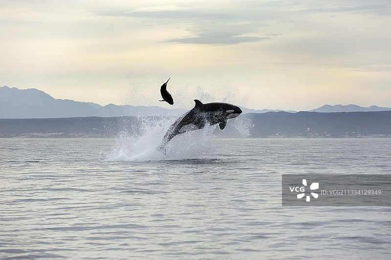 虎鲸攻击一只海豚，把它抛向空中图片素材