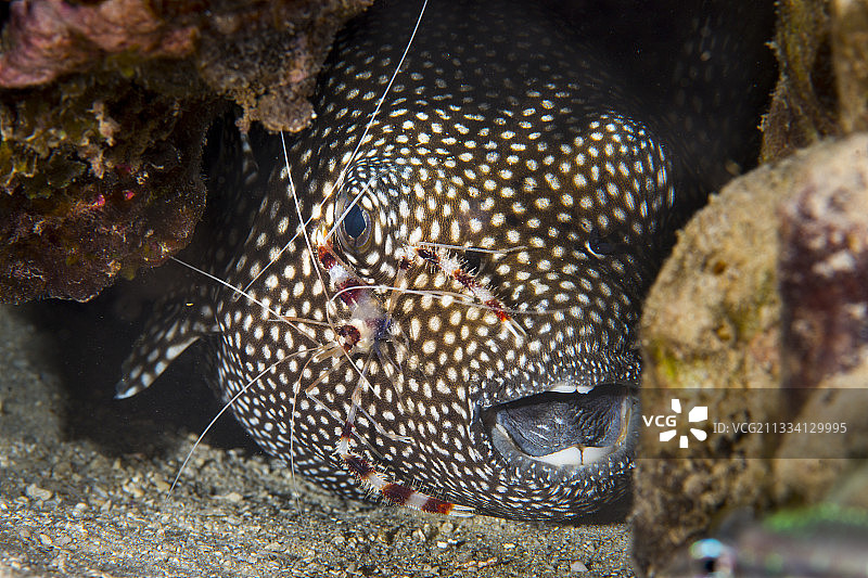 珍珠鸡河豚和清洁虾-法属波利尼西亚图片素材
