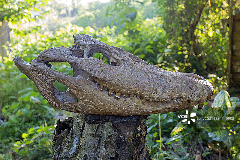 巴西亚马逊河岸边的黑凯门鳄头骨图片素材
