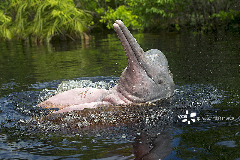 水面上的粉红河豚——黑巴西图片素材
