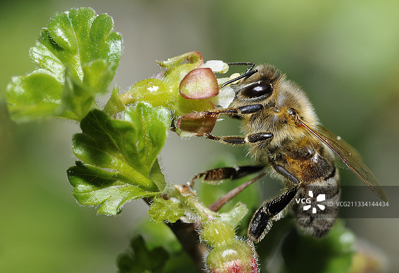 法国北部孚日的Ribes花上的蜜蜂图片素材