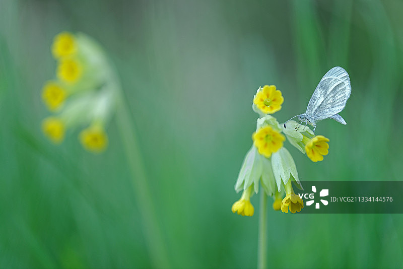 绿脉白在报春花-法国富松草原图片素材