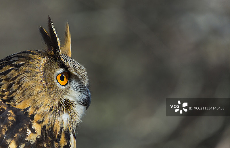 欧亚鹰-猫头鹰肖像-西班牙坎塔布里亚图片素材