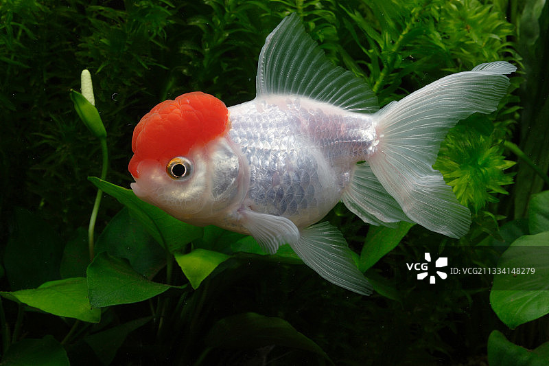 鱼缸里的金鱼“红帽Oranda”图片素材