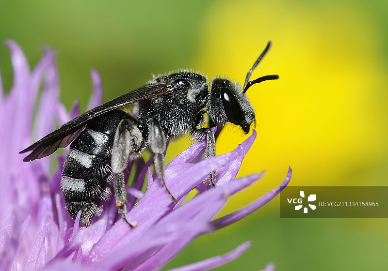 采矿蜂雌性在Knapweed -北孚日法国图片素材