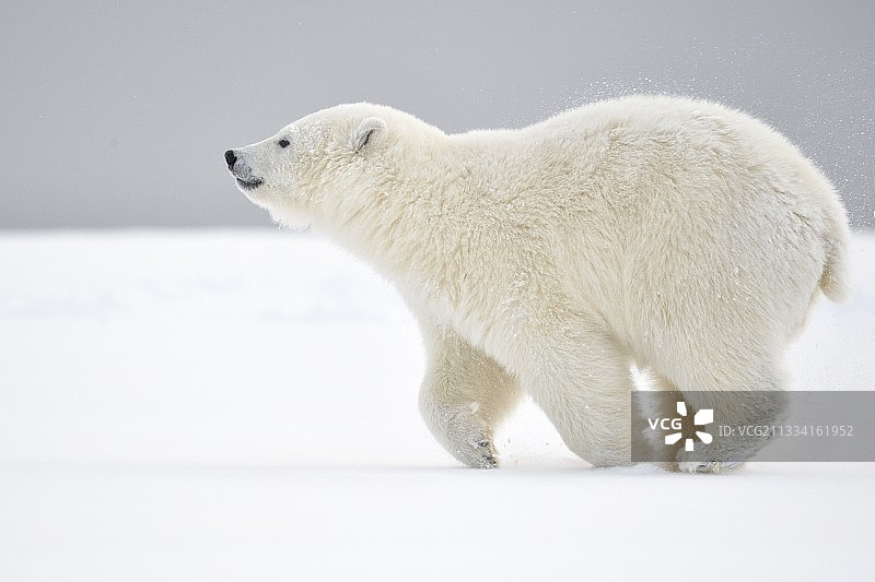 北极熊在雪地里奔跑-阿拉斯加巴特岛图片素材