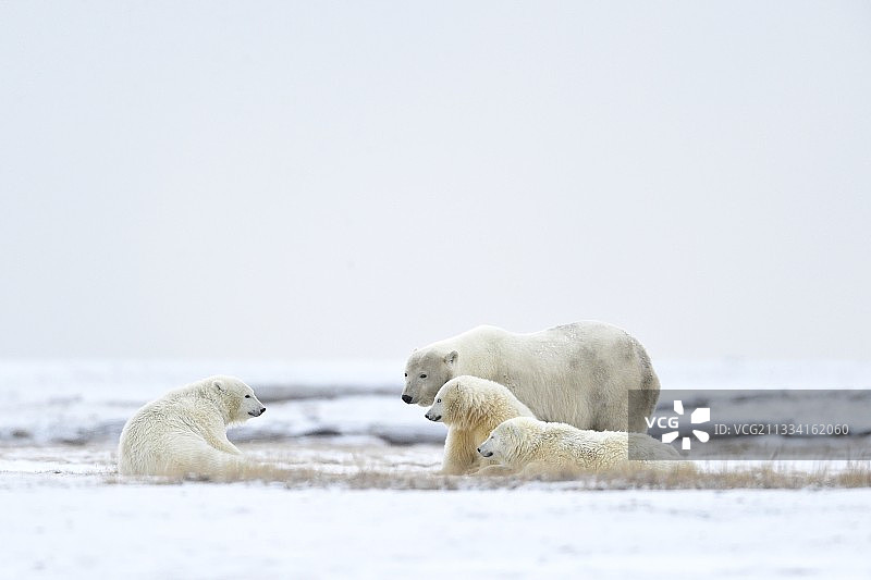 北极熊和幼崽在雪-阿拉斯加易货岛图片素材