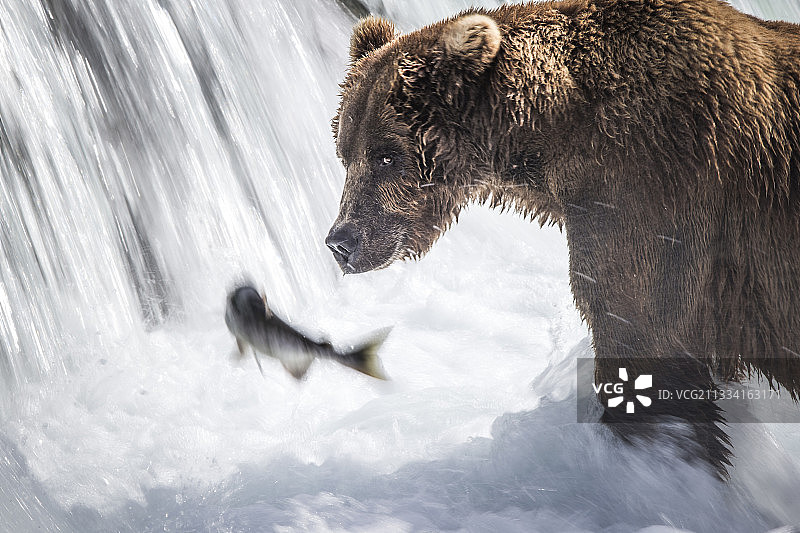 在瀑布中捕捉鲑鱼的灰熊-美国阿拉斯加卡特迈图片素材