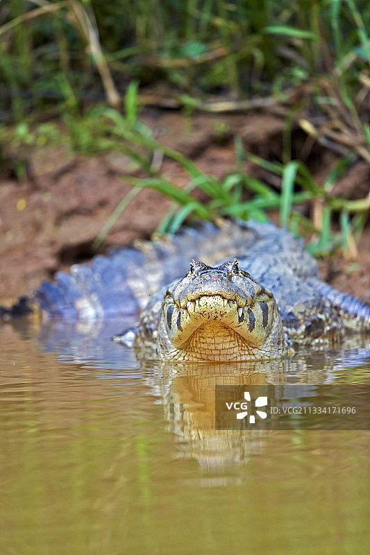 在巴西马托格罗索河畔的凯门鳄图片素材