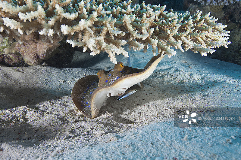珊瑚下的蓝斑带尾鱼和清洁濑鱼图片素材