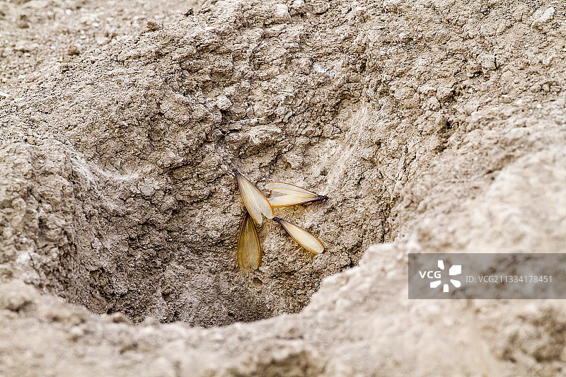 白蚁丘上的有翼白蚁-肯尼亚桑布鲁图片素材