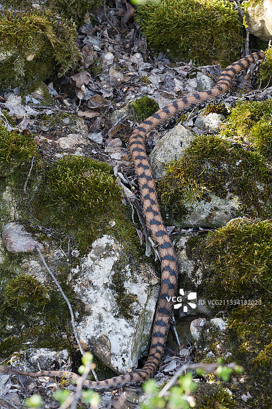 岩石中的毒蛇-法国图片素材