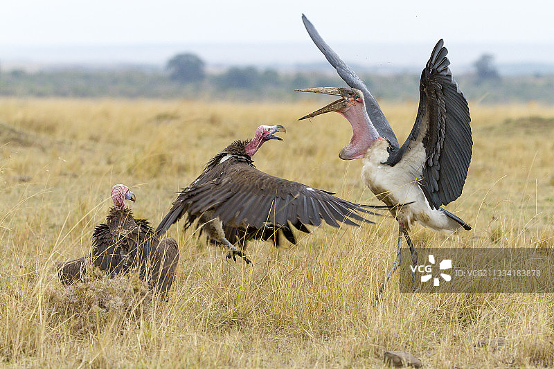 垂脸秃鹰与鹳的冲突-肯尼亚图片素材