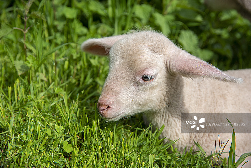 法国摩泽尔市春天草地上的羔羊画像图片素材