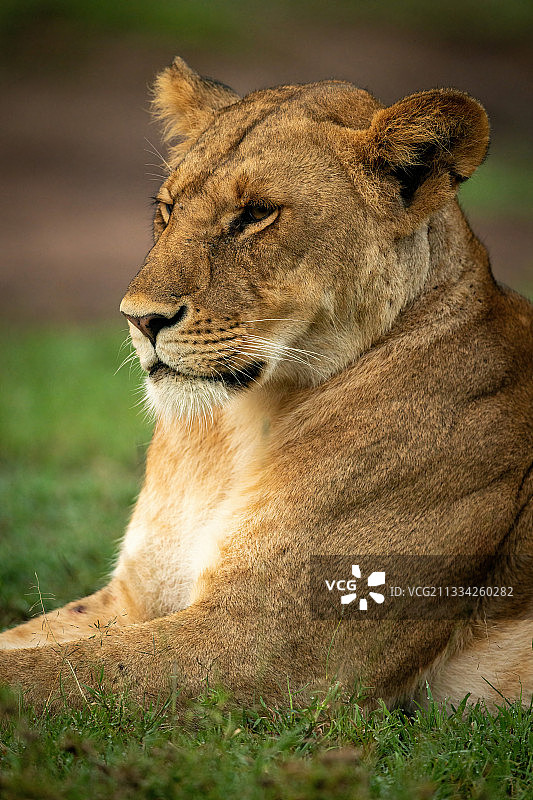狮子放松在草地上的特写，纳洛克，马赛马拉，肯尼亚图片素材