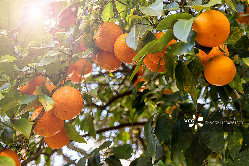 低角度的橘子生长在树上，意大利图片素材