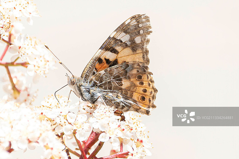 蝴蝶在荷兰泽兰花上授粉的特写图片素材