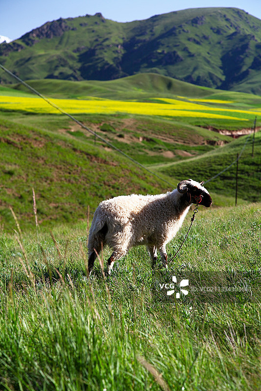 青海省卓尔山风景区草地上的绵羊图片素材