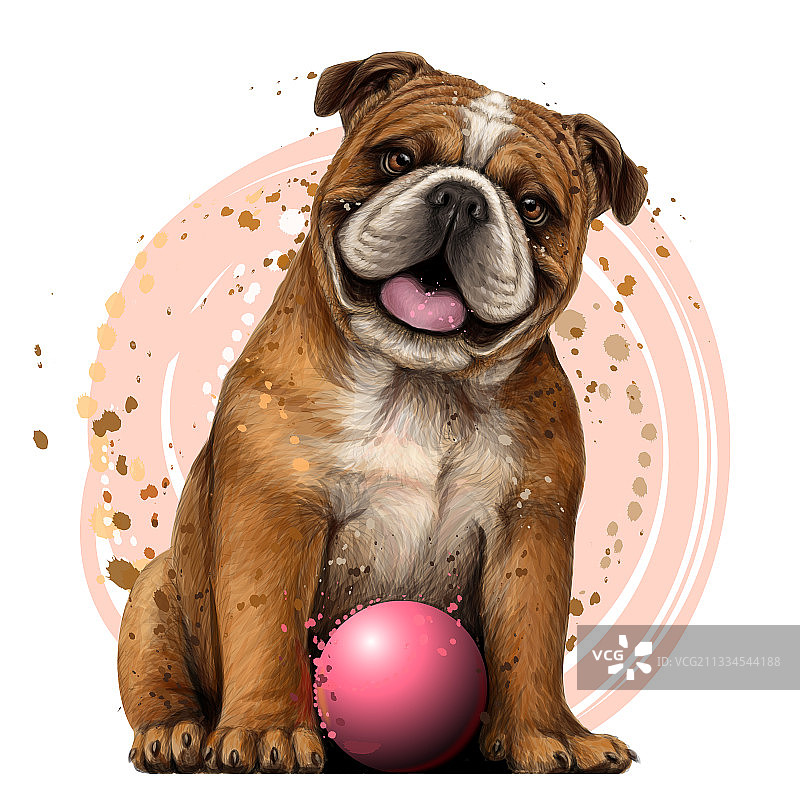 斗牛犬与球彩色图形肖像图片素材