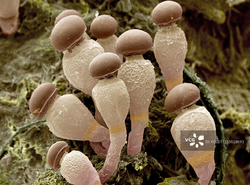 Pilobolus真菌图片素材