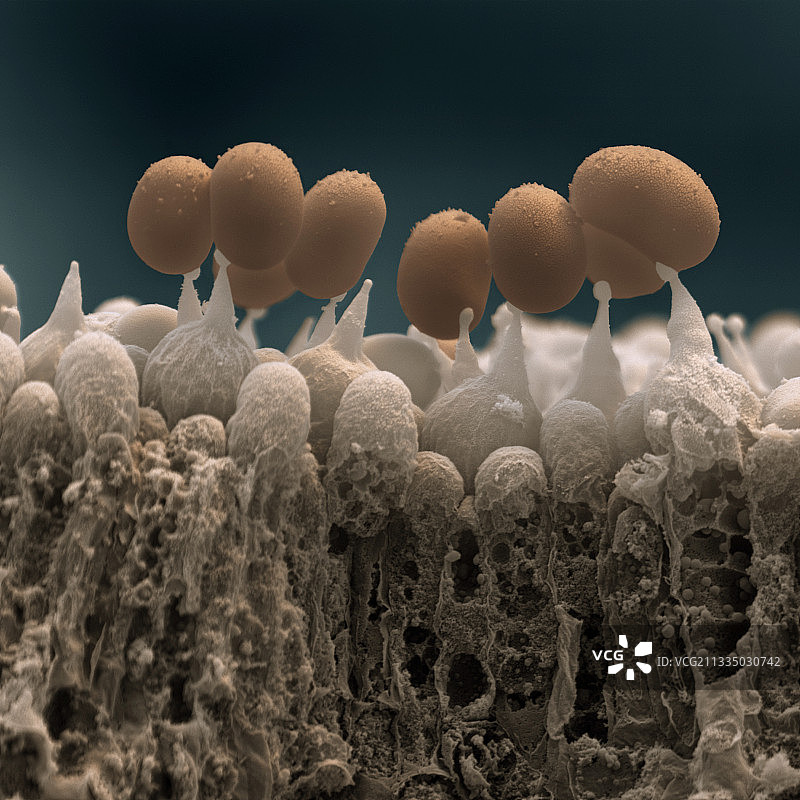 蘑菇的孢子,扫描电镜图片素材