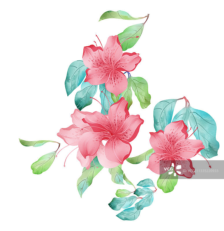 中国风水彩花卉杜鹃花插画元素图片素材