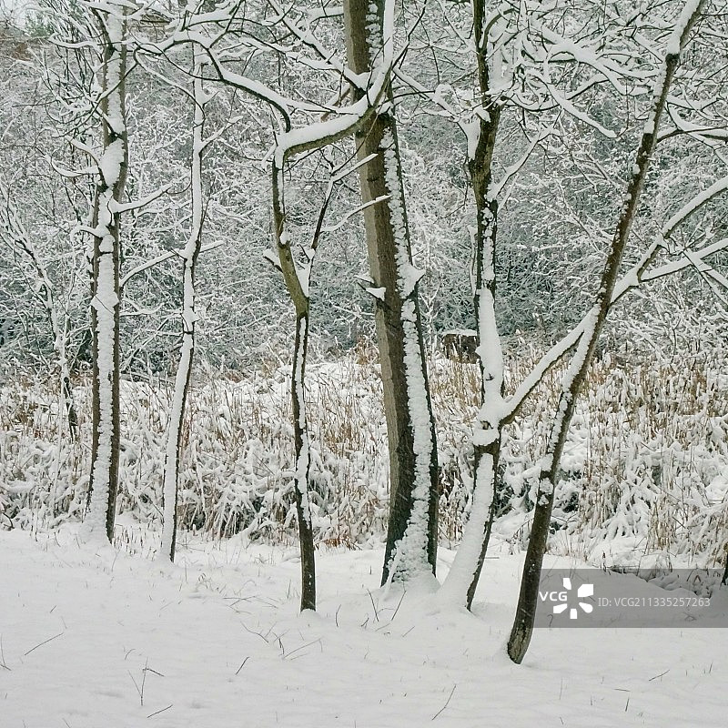 加拿大安大略省多伦多市，雪地上的树木图片素材