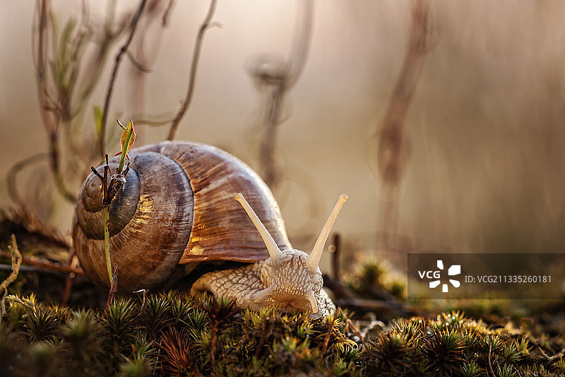 野战蜗牛的特写镜头图片素材