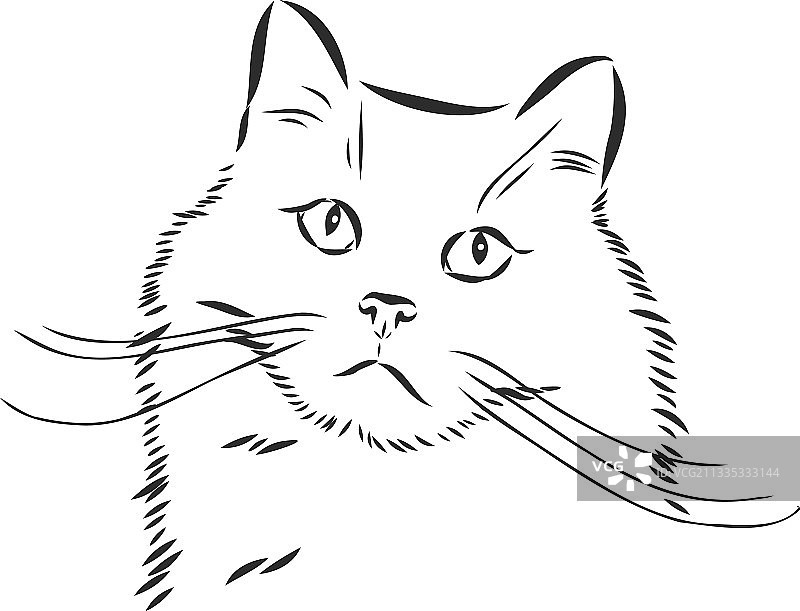 画一只猫，家猫的素描图片素材