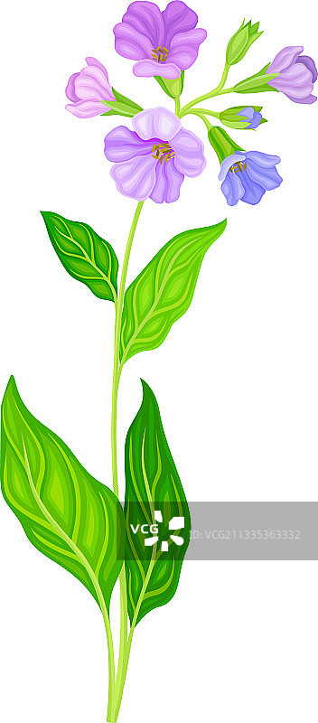 长有紫罗兰的肺草或肺花植物图片素材