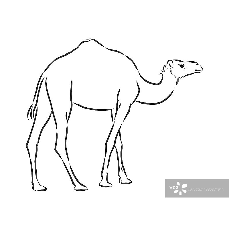 骆驼手拉可分开使用图片素材