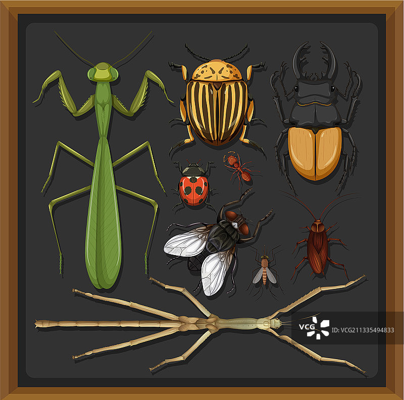 在木框中设置不同的昆虫图片素材