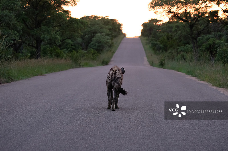 斑点鬣狗沿着街道走开了图片素材
