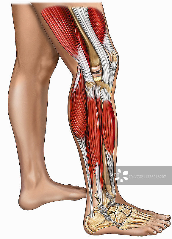 腿部肌肉示意图图片素材