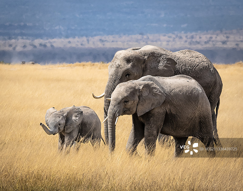 两只大象和小象在田野里散步，肯尼亚安博塞利国家公园图片素材