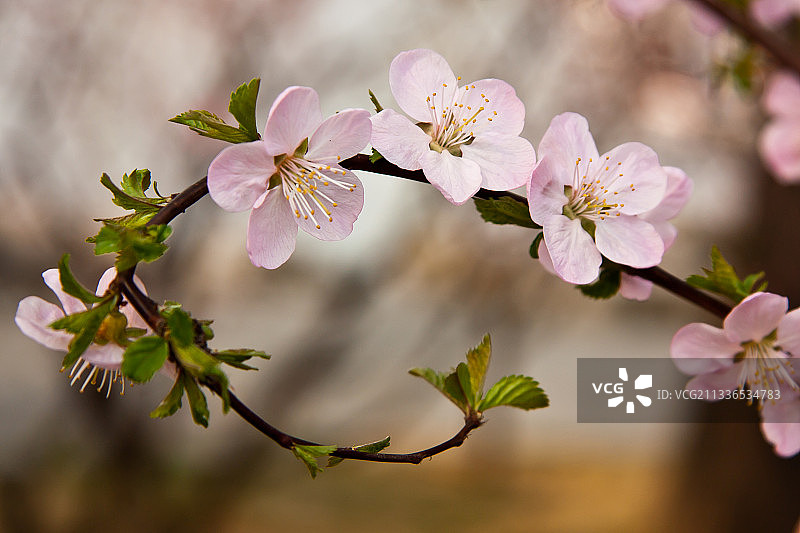 樱花在弯曲的树枝上，特写图片素材