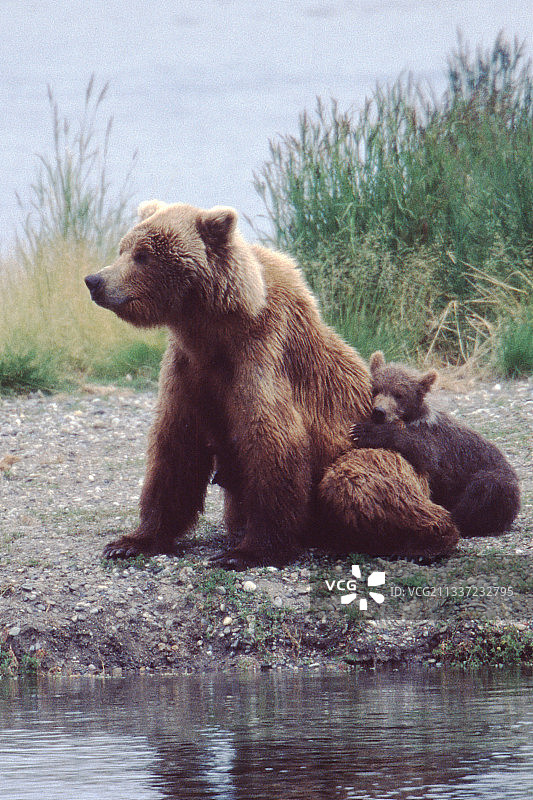 小灰熊抱着它的妈妈图片素材