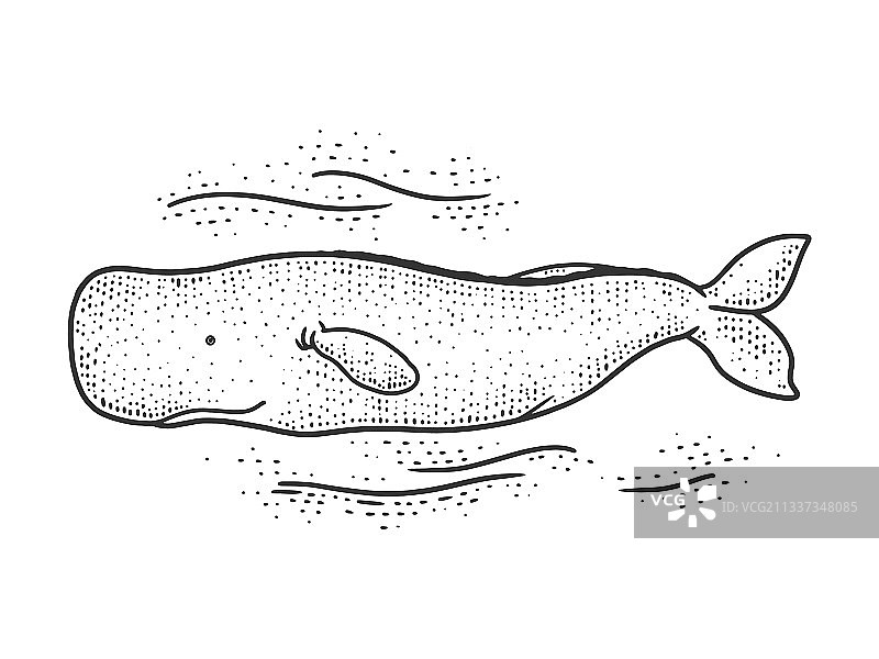 抹香鲸草图图片素材