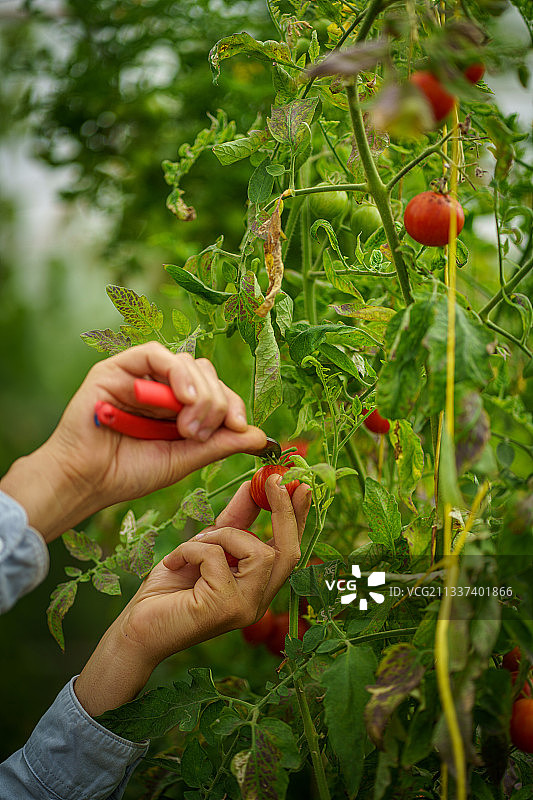 收割西红柿的妇女的手从植物图片素材