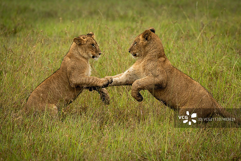 肯尼亚，马赛马拉，纳洛克，草丛中用后腿站立的小狮子图片素材
