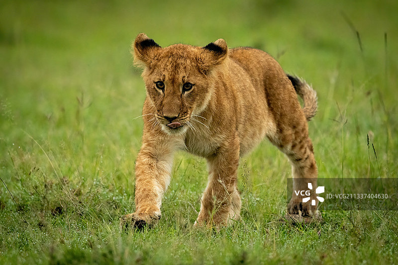 肯尼亚，在草地上行走的小狮子舔着嘴唇图片素材