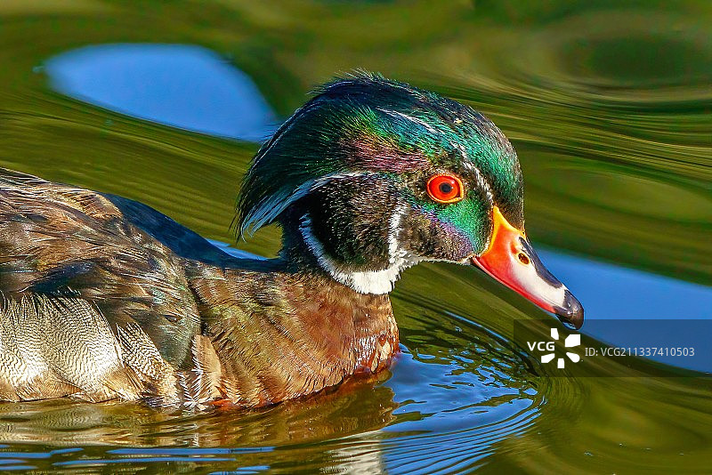 木绿头鸭在湖里游泳的特写，旧金山，加利福尼亚，美国，美国图片素材