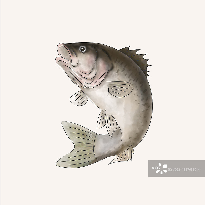 插画手绘鲈鱼海鲜海产食材图片素材