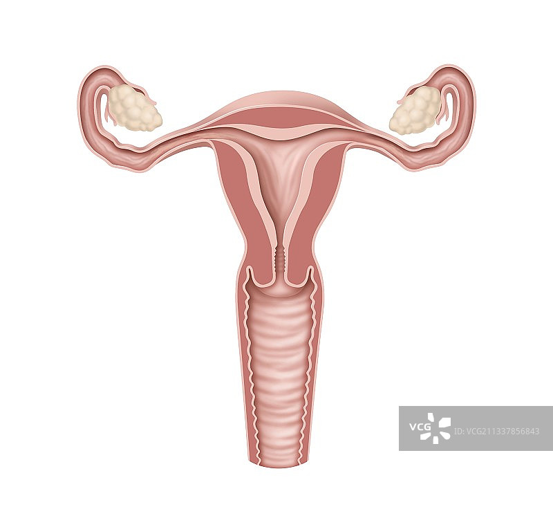 女性生殖器官，艺术品图片素材