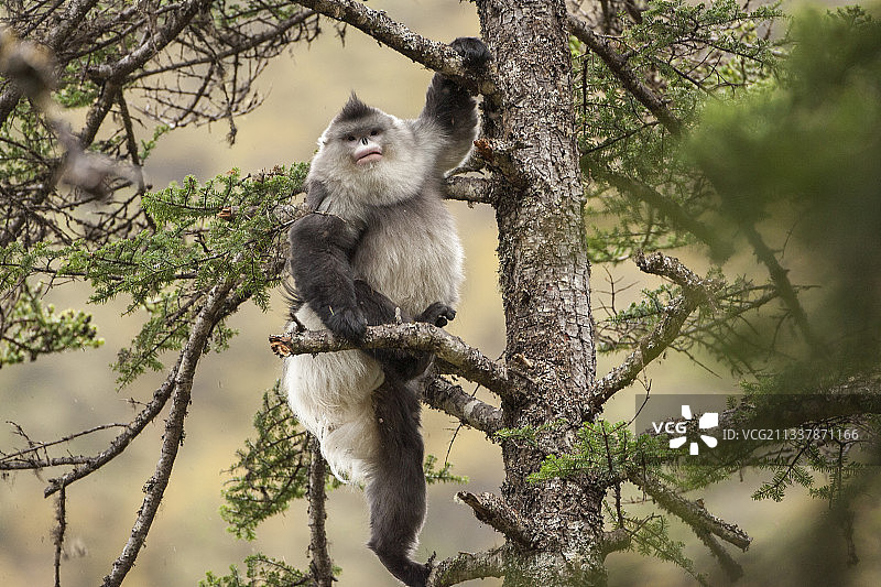 西藏,芒康滇金丝猴国家级保护区,滇金丝猴,濒危（EN）IUCN标准,哺乳纲图片素材