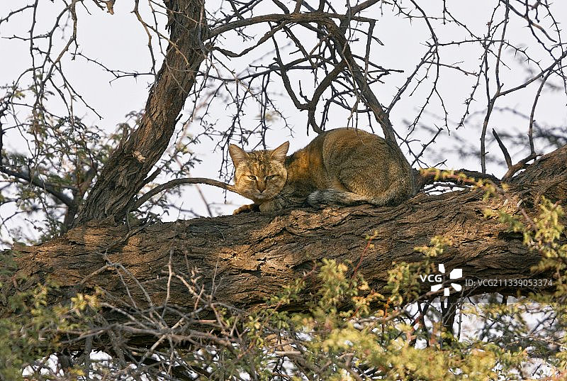 树上的非洲野猫图片素材