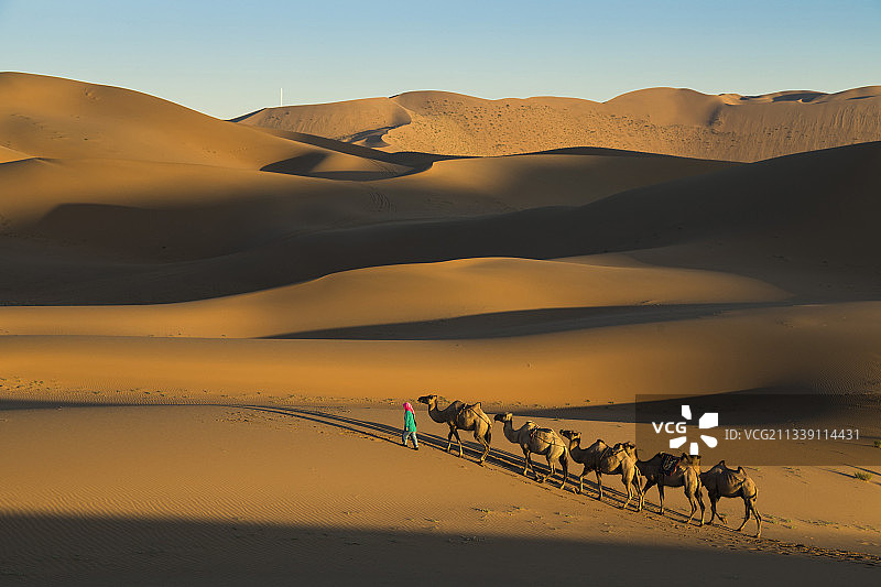 日出时分内蒙古巴丹吉林沙漠的驼队与光影图片素材
