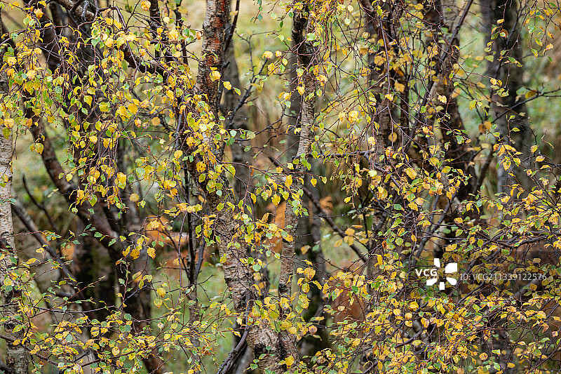 全帧拍摄的树木在森林，莱尔，英国，英国图片素材