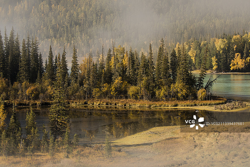 新疆喀纳斯秋季的森林与湖泊，清晨的薄雾显得梦幻，新疆的秋天图片素材