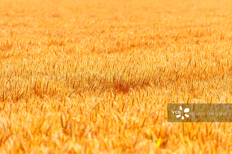 河南郑州黄河岸边夏季芒种节气成熟的小麦户外风光图片素材